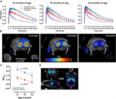 The Aged Striatum: Evidence of Molecular and Structural Changes Using a Longitudinal Multimodal Approach in Mice